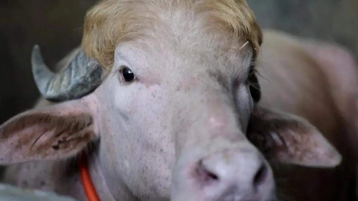 Albino ‘Trump’ manda kesilmekten kurtuldu
