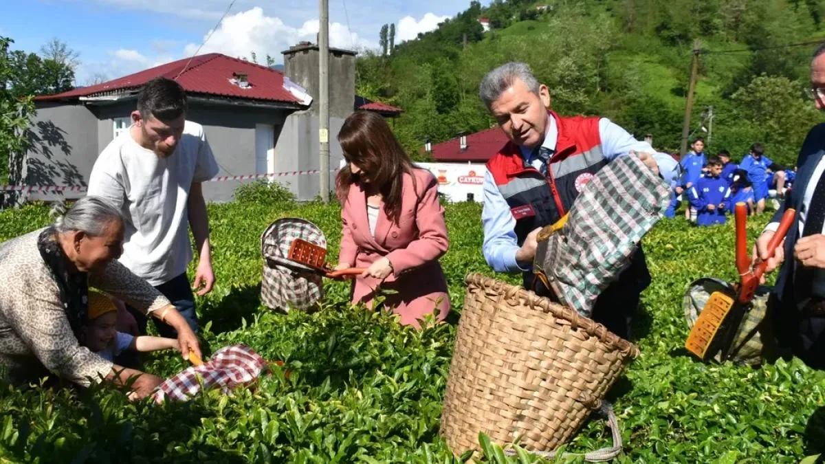 Artvin’de geleneksel çay hasadı başladı
