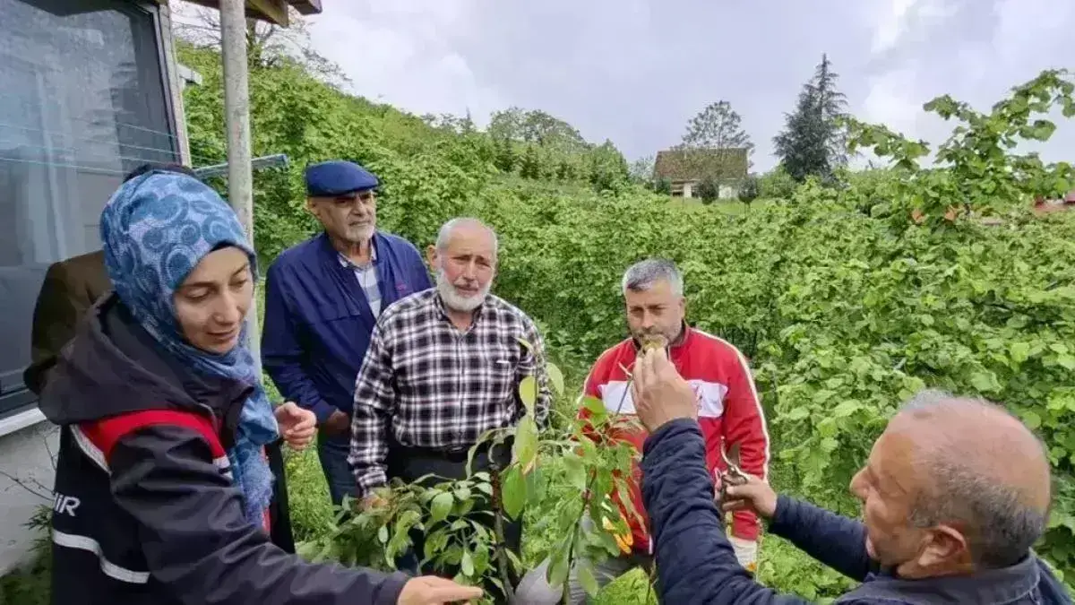 Büyükşehirin aşı ‘Ordu’su büyüyor