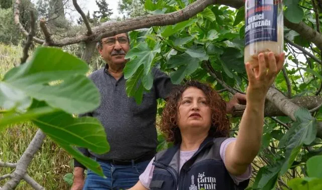 İncirde kalite kaybına karşı İzmir’de doğal mücadele