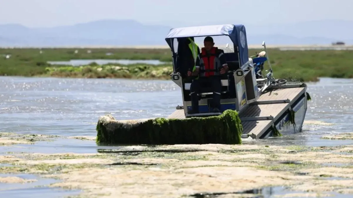 İzmir Büyükşehir’den Körfez’de deniz maralu temizliği