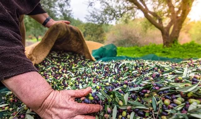İzmir’de Uluslararası Zeytin Zirvesi… 13 ülkeden uzmanlar buluşuyor