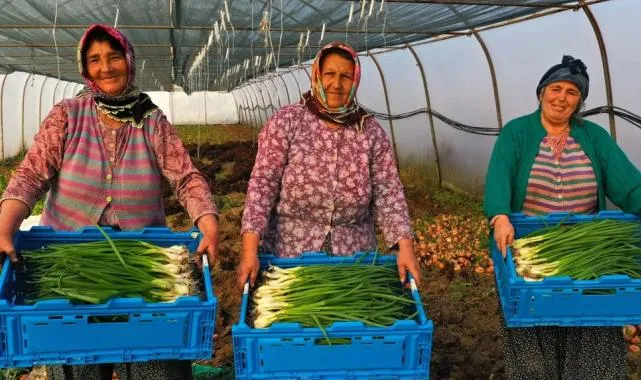 Kocaeli’de seracılık, Büyükşehir’le yaygınlaşıyor
