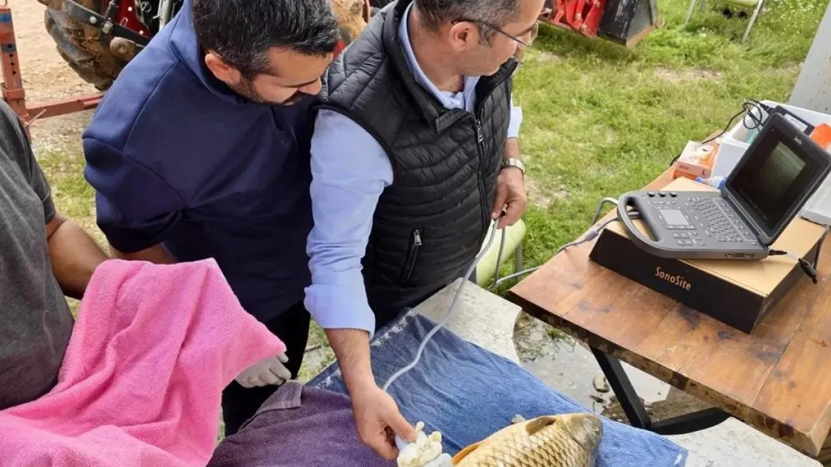 Milyonlarca yavru balık doğal sularla buluşuyor