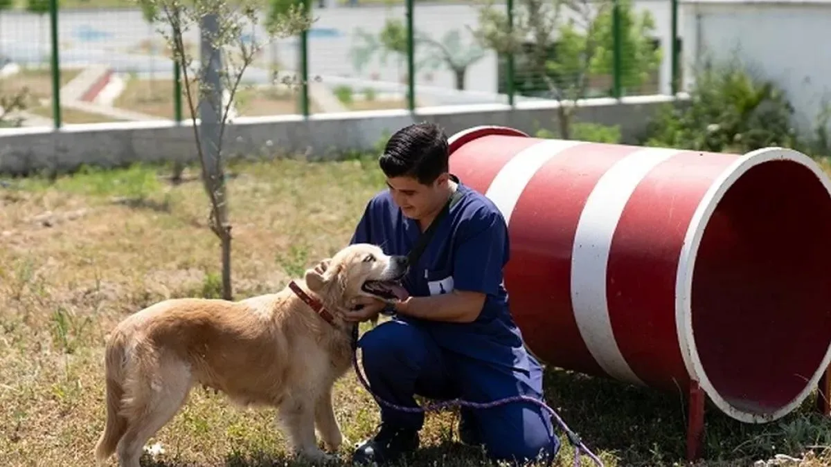 Pako ve bakımevlerindeki patili dostlar İzmir’de ailelerini arıyor