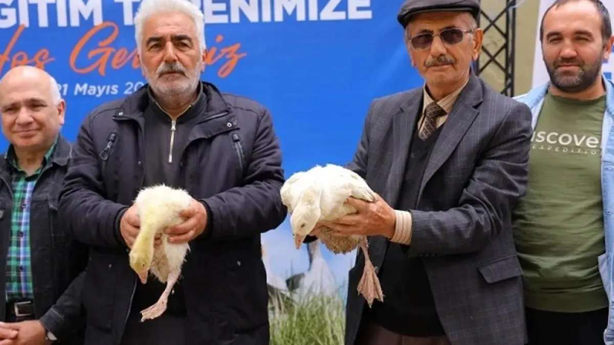 Samsun Büyükşehir’den üreticiye kaz desteği