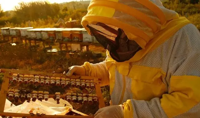 Türkiye bal üretiminde dünya markası… 39 coğrafi işaretli balla sofralara şifa taşınıyor