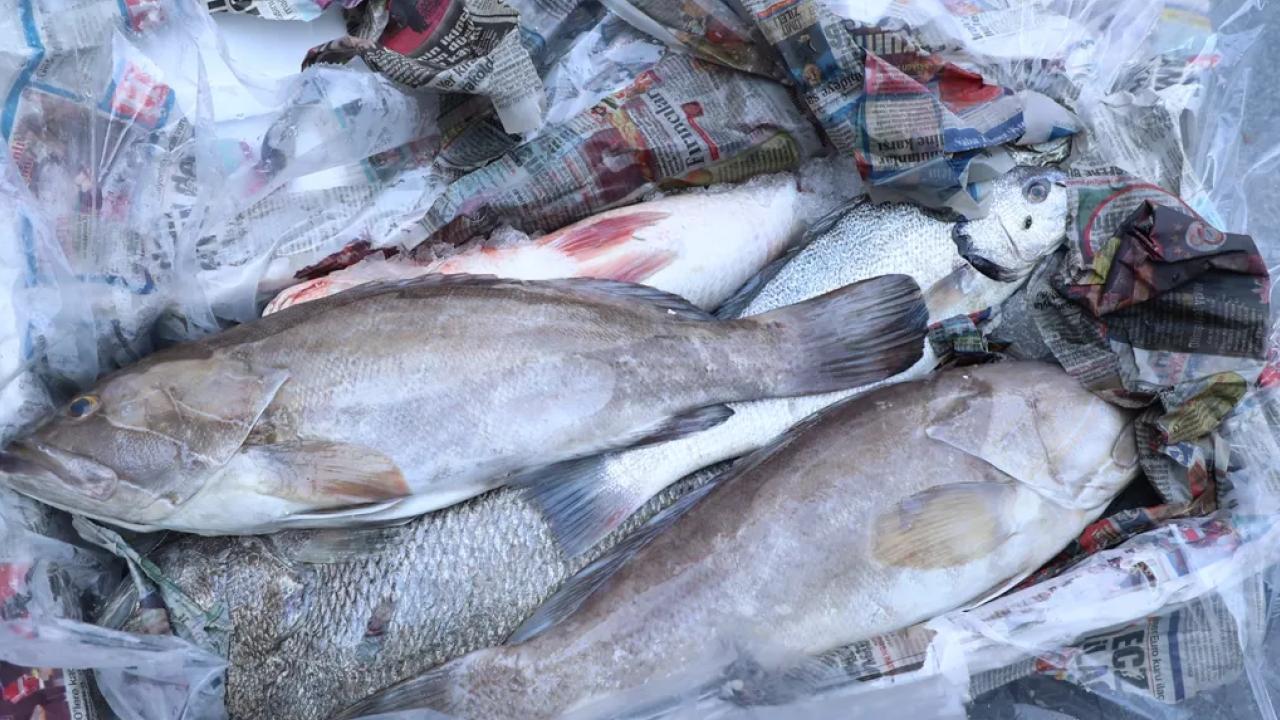  Antalya’da 260 kilo balığa el konuldu