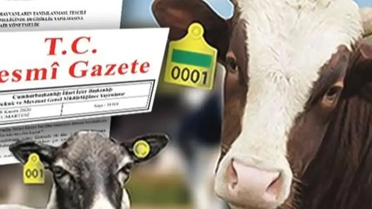 Hayvan küpeleme sisteminde yeni dönem… Karekod geliyor, il kodlu küpelerin süresi uzatıldı