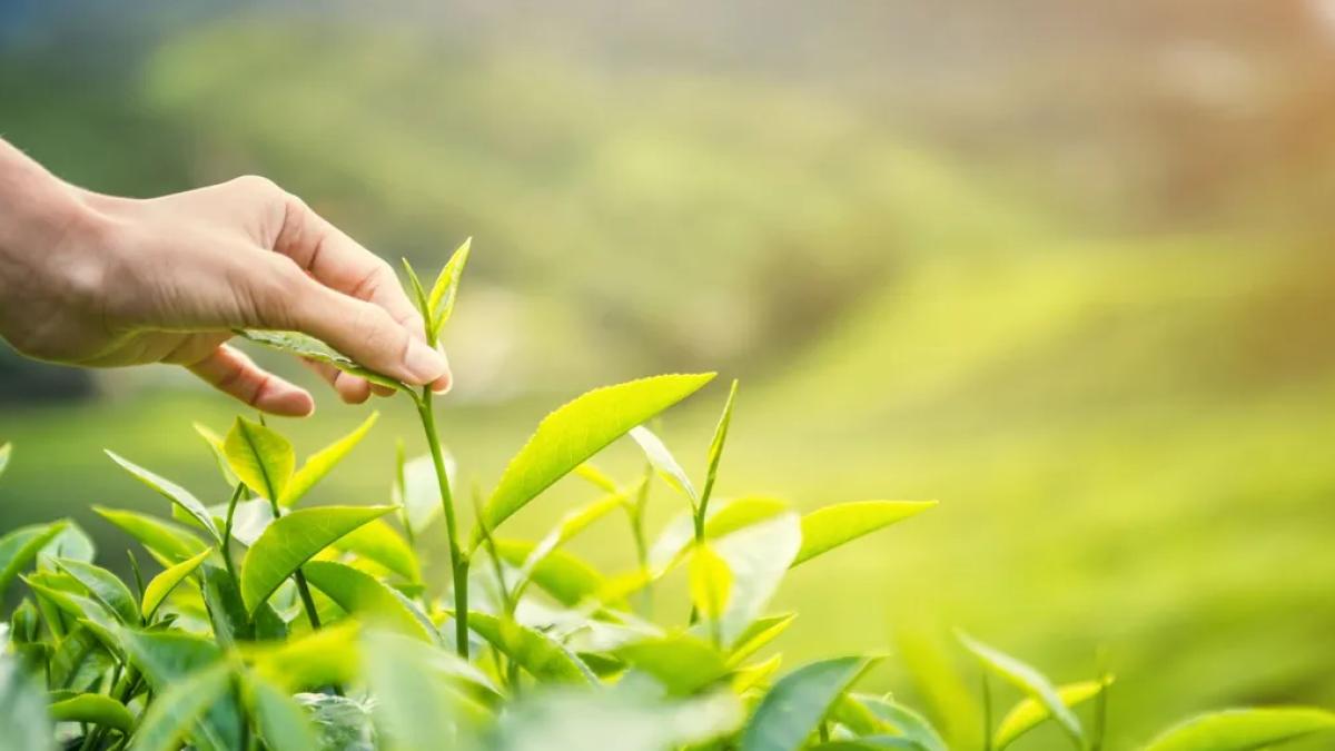 Karadeniz’de yeni sezonun ilk hasadı