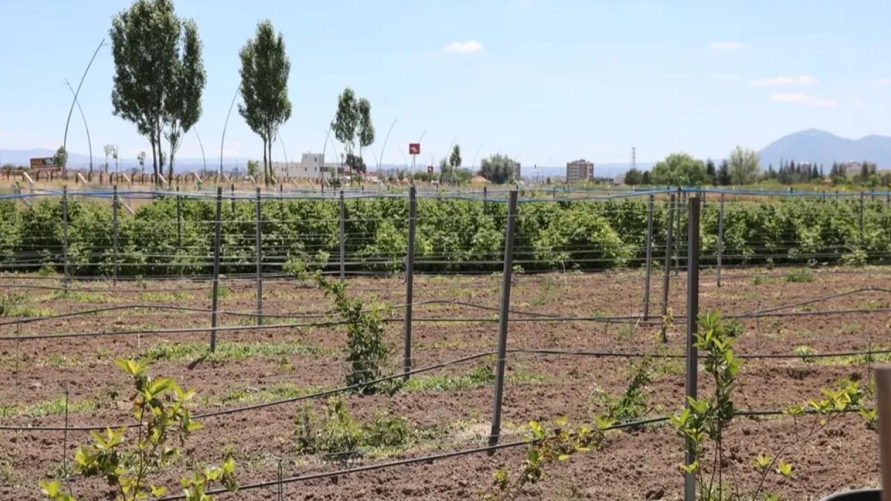 Kayseri Kocasinan’da 60 bin fideli tarımsal üretim