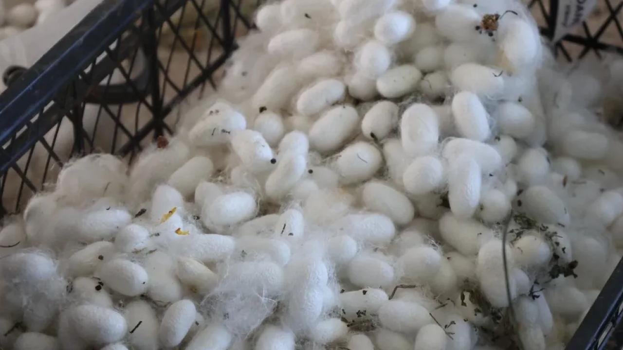 Muğla’da kozalar berekete dönüştü