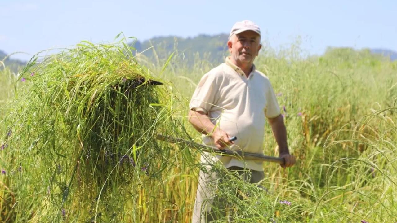Ordu’da 5’li yem karışımı besicilerin yüzünü güldürdü