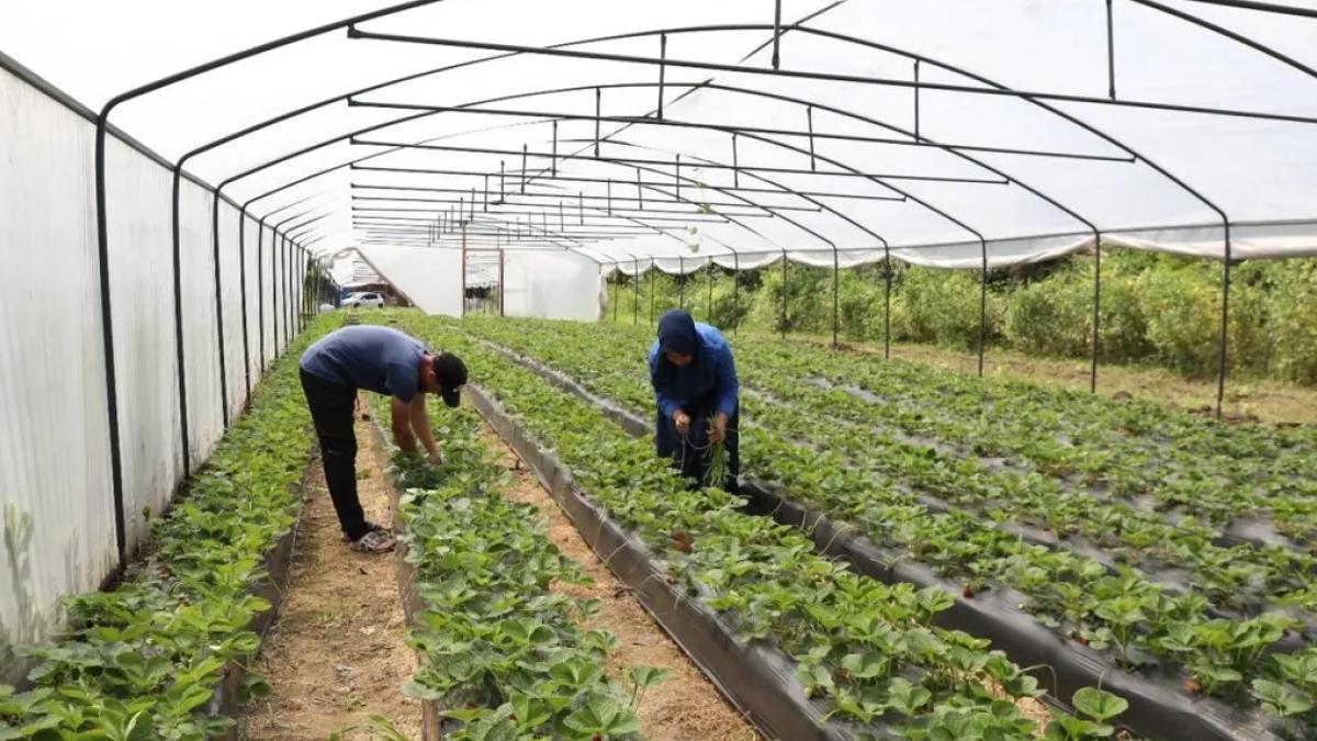 Ordu’da örtü altı yetiştiriciliği 68 bin metrekareye ulaştı