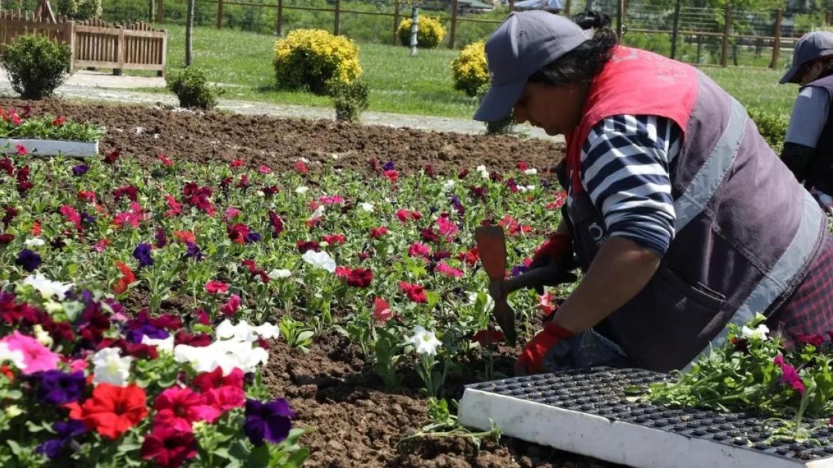 Ordu’nun çiçekleri Büyükşehir seralarında üretiliyor