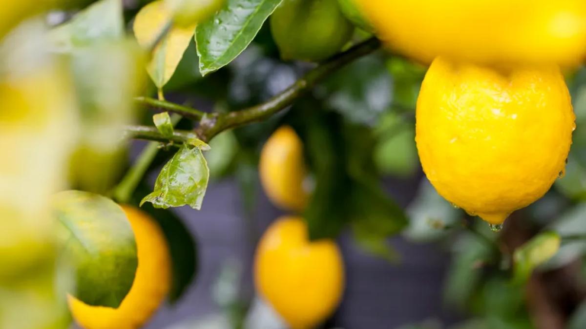 Türkiye’nin limon ihracatı 22 yılda 2,5 kat arttı
