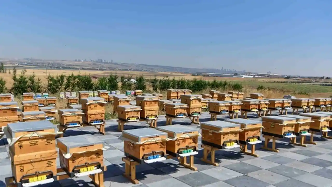 ABB’den arıcılığa büyük destek