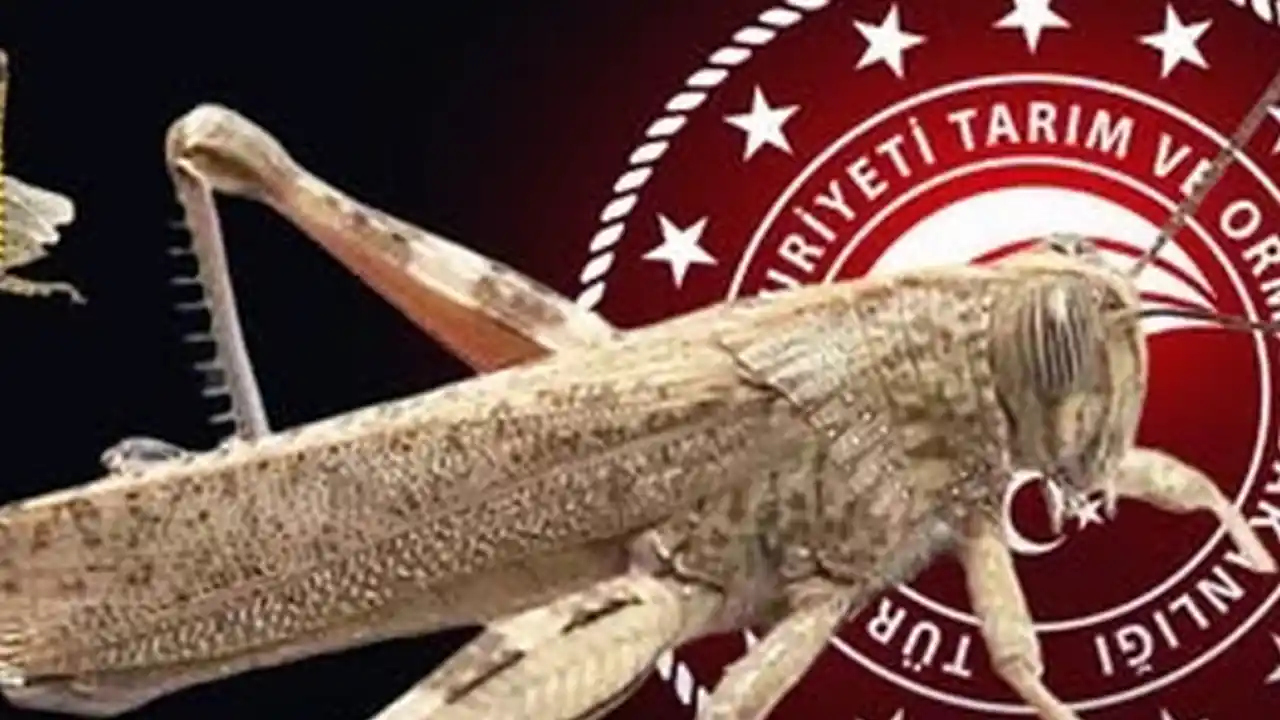 Bakanlıktan ‘çekirge istilası’ açıklaması… Ekonomik zarar oluşturan popülasyon yok