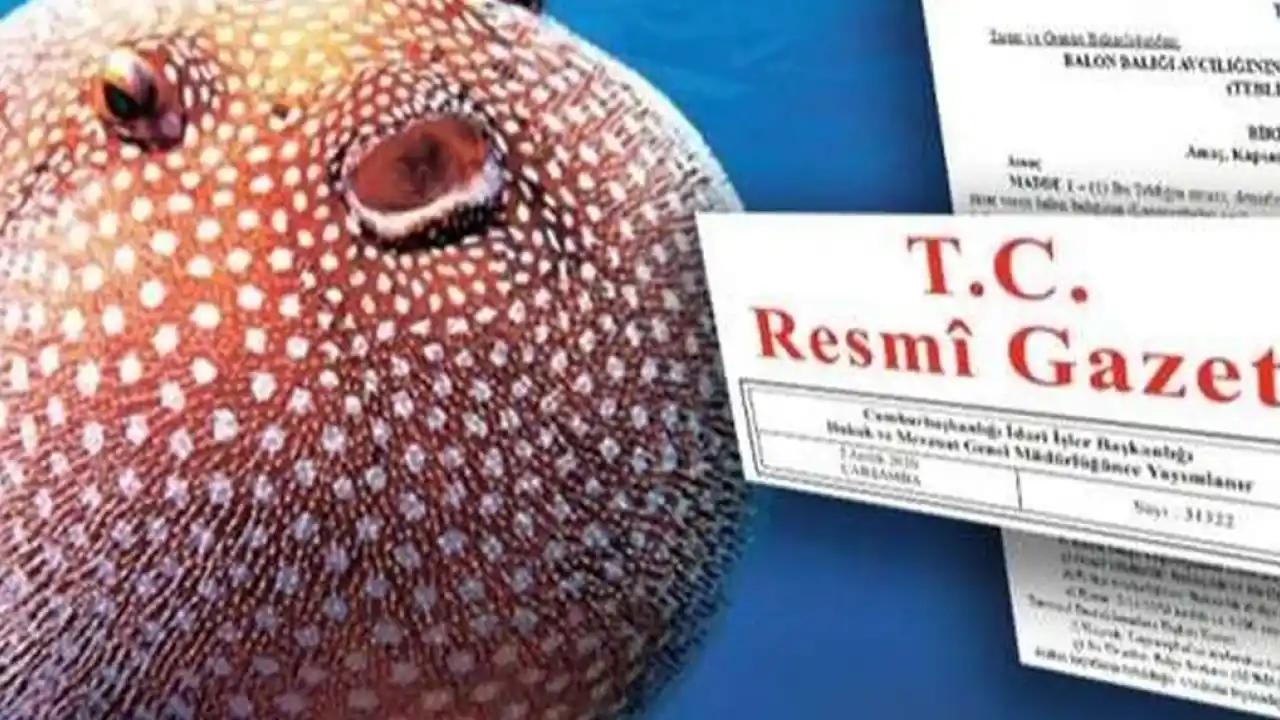Balon Balığı avcılığı destekleri artırıldı… Zehirli türe destek 35 TL’ye yükseltildi