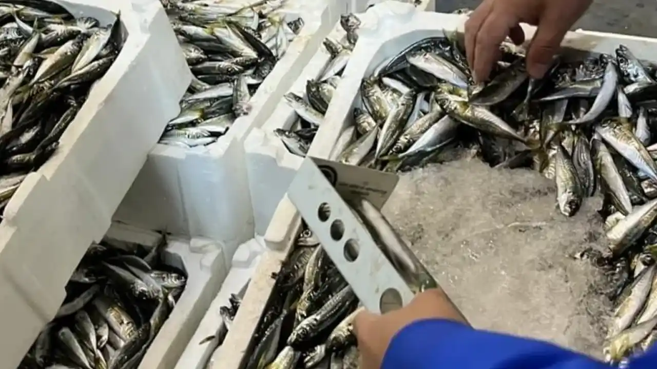 İzmir İl Tarım’dan su ürünlerine sıkı denetim