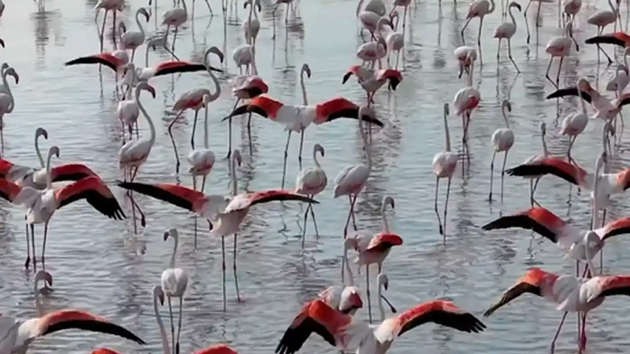 Tuz Gölü’nde flamingo sevinci