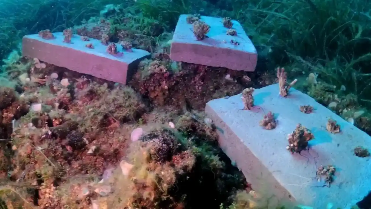 Bozcaada mercan resifleri için koruma seferberliği… 180 deniz canlısı türü kayıt altına alındı