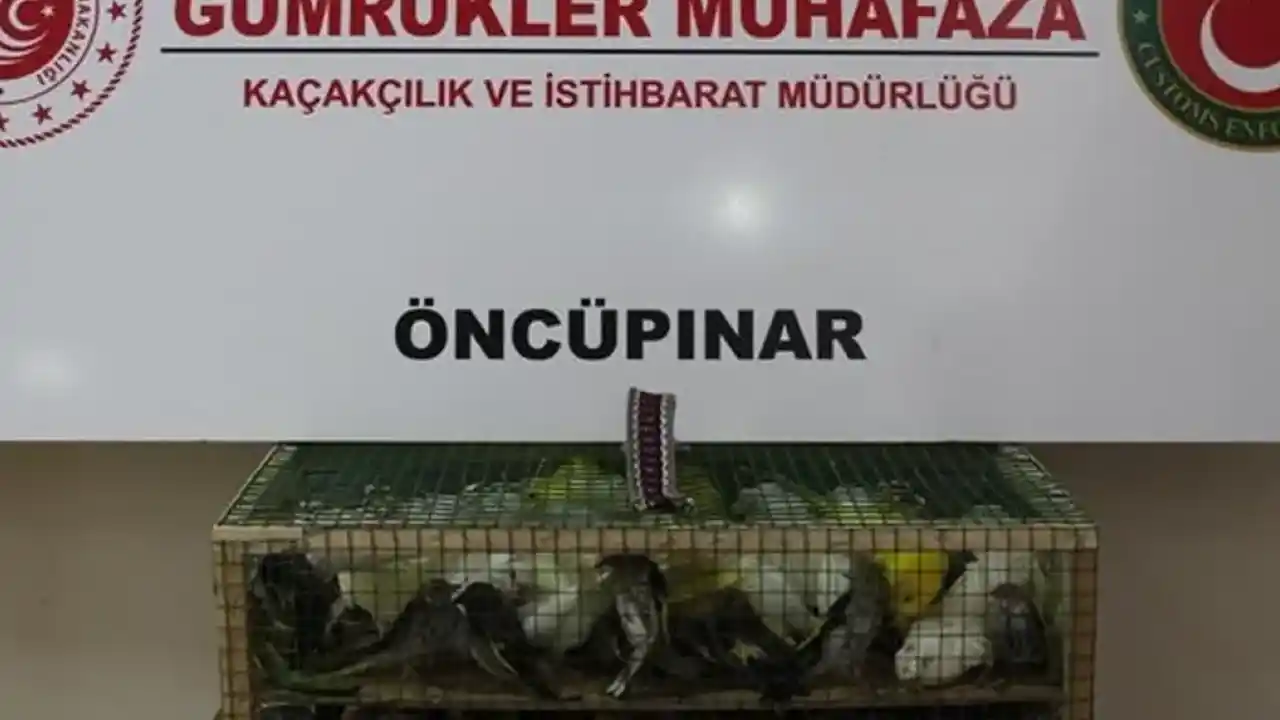 Gümrük Muhafaza’dan kaçakçılığa darbe! 2026’da 58 bin 519 canlı hayvan kurtarıldı