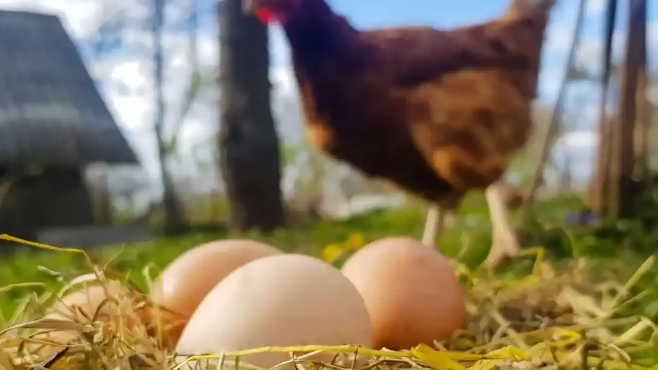 Kümes hayvancılığında üretim arttı! Tavuk yumurtası ve etinde yükseliş