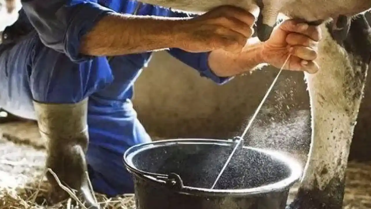 Ticari süt toplama arttı, içme sütü üretimi geriledi