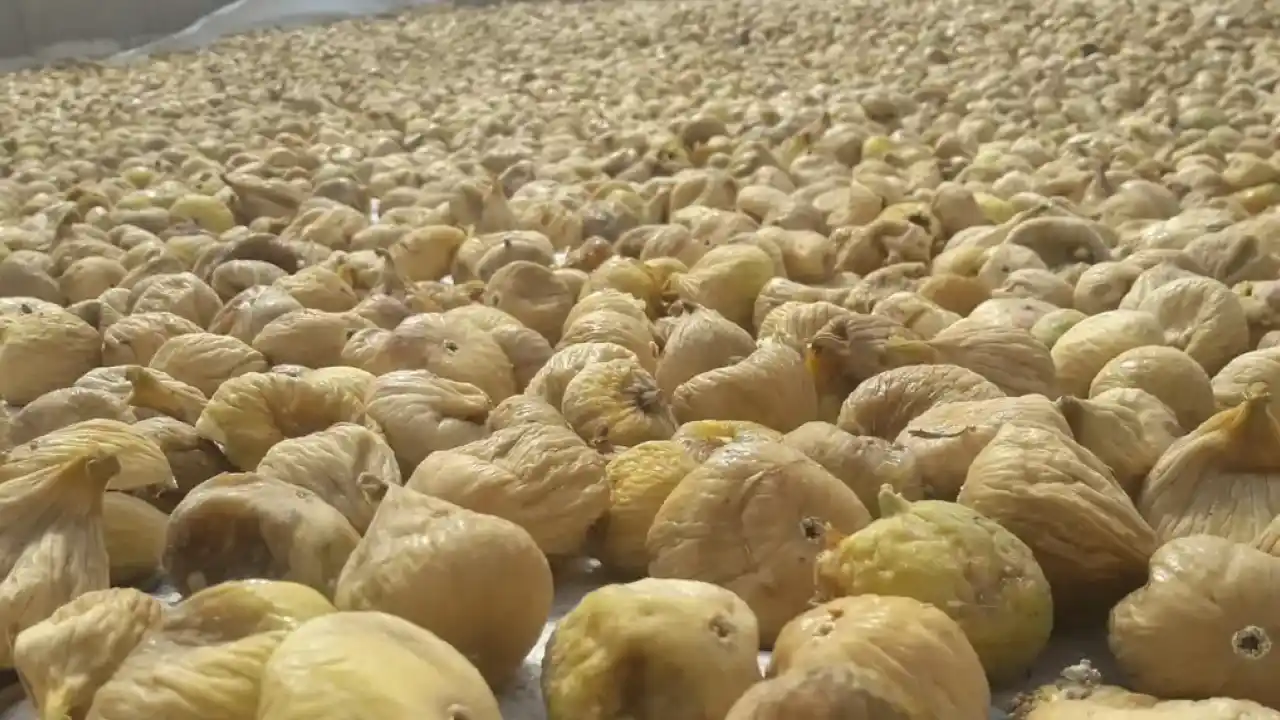 Türk kuru incirinin ihracat yolculuğu başlıyor… Uzakdoğu kuru incirimizi çok sevdi